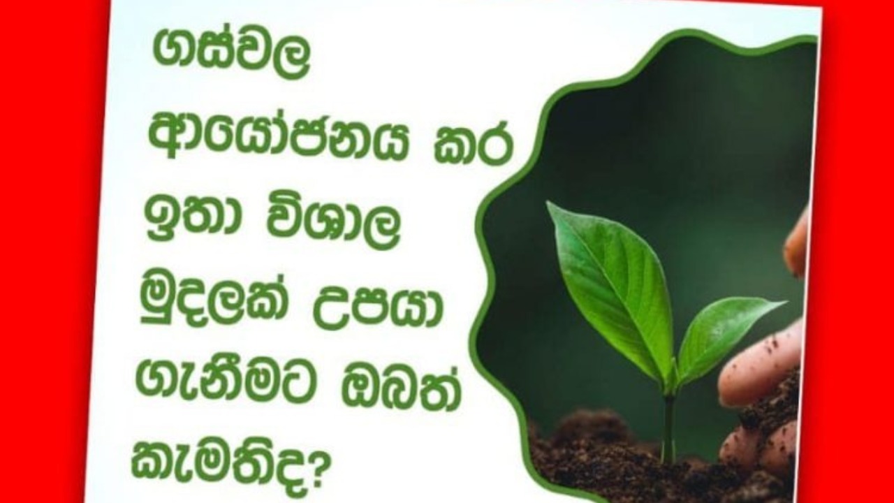 ගස් වවන්න සල්ලි දාලා අමාරුවේ වැටෙන්න එපා – මහබැංකුව අනතුරු අඟවයි