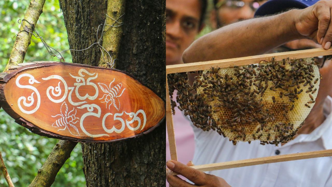 ලංකාවේ ප්‍රථම මී මැසි උයන විවෘත කරයි