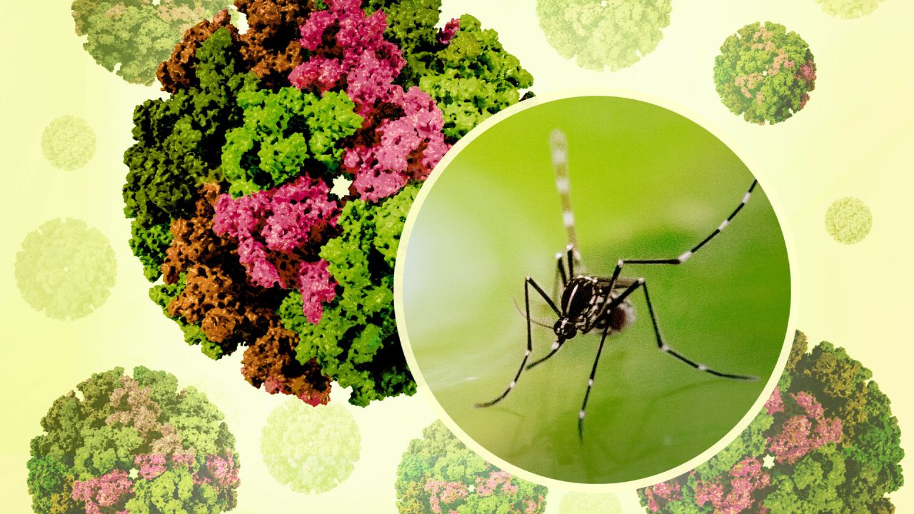 චිකුන්ගුන්යා අවධානම් ප්‍රදේශ