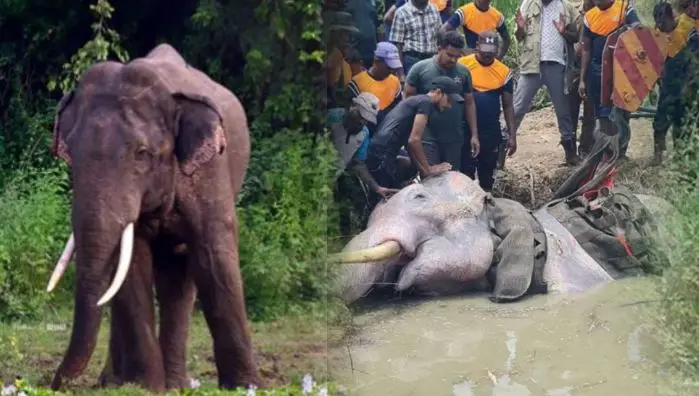 “භාතිය” හස්තිරාජයා ජීවිතක්ෂයට