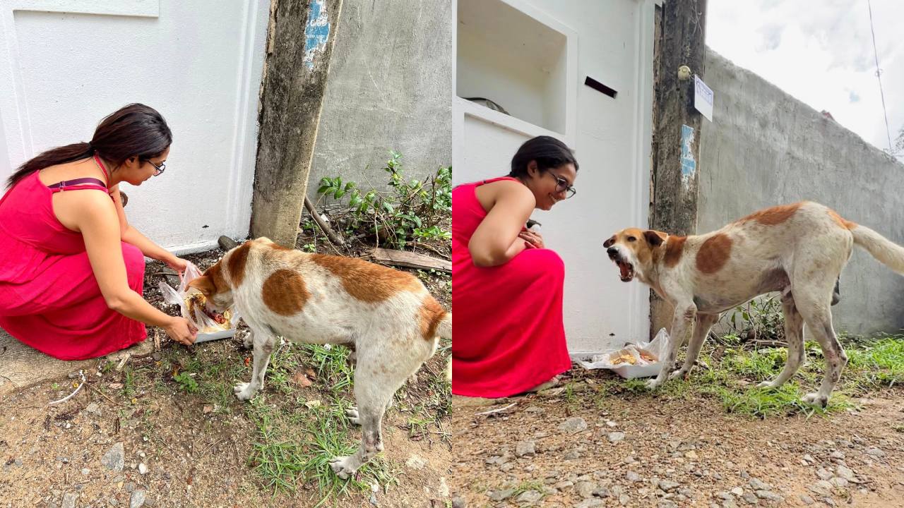 “සතෙක්ට වුණත් කන්න දෙන්න ඕන එයාලා කන්න ආස දෙයක්” – සංගීත් මුහුණු පොතට එක්කළ සටහන