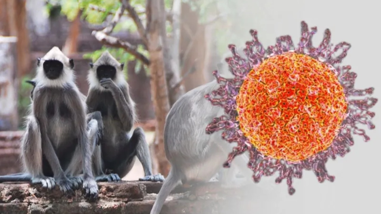 මෙරට රිළවුන් වඳුරන් අතර දරුණු රෝගයක්.. මිනිසුන්ටත් බෝවීමේ අවදානමක්