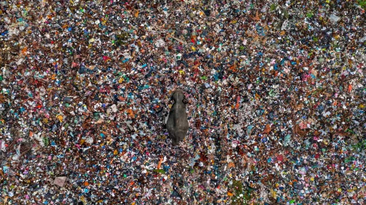 “Wildlife Photographer of the Year 2025” සම්මානලාභී ඡායාරූප ශිල්පීන් අතරට, ලාංකේය ඡායාරූප ශිල්පී ලක්ෂිත කරුණාරත්න