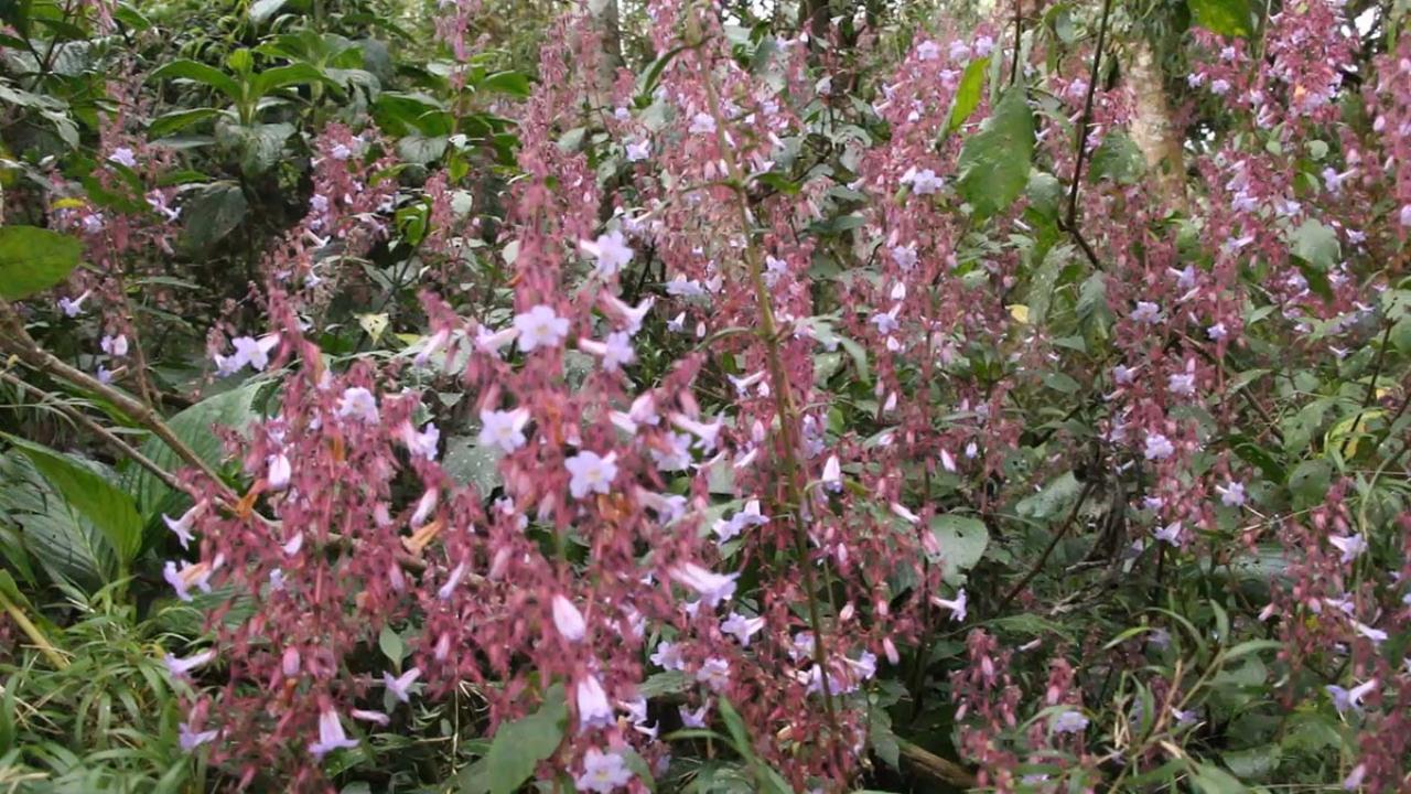 නෙළු බලන්න හෝර්ටන් තැන්නට යන අයට උපදෙස් මාලාවක්