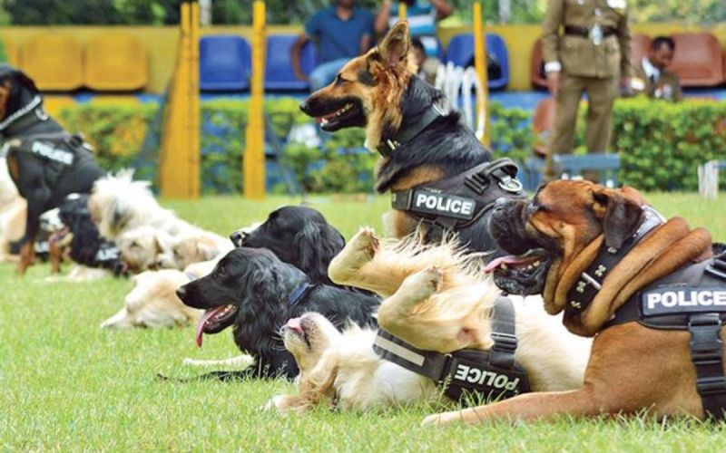 පොලිස් සුනඛයින් පාසලට කැඳවන්න ‍විදුහල්පතිවරුන්ට අවසර