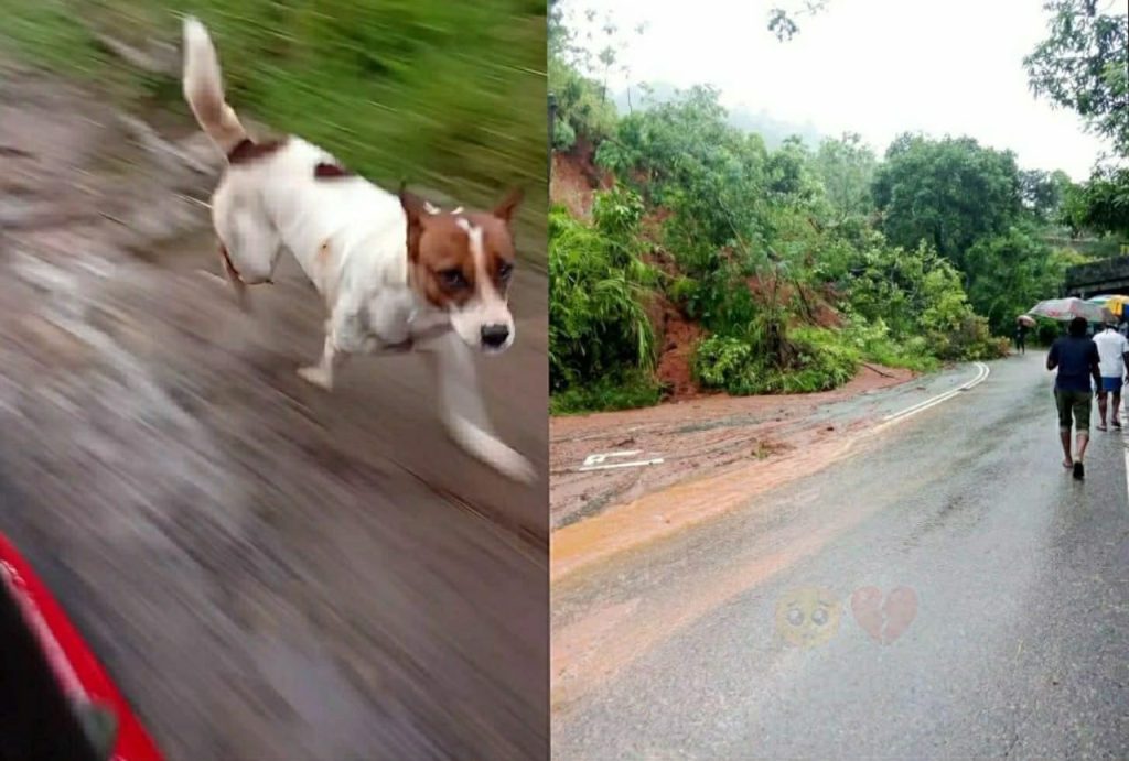 අනතුරක් වෙන්න කලින් සත්තුන්ට දැනෙනවා කියන එක ඇත්තක්.. මහා අනතුරක් වෙන්න ගිහින් ගෙදර අයගේ දිවි බේරු සුරතලා