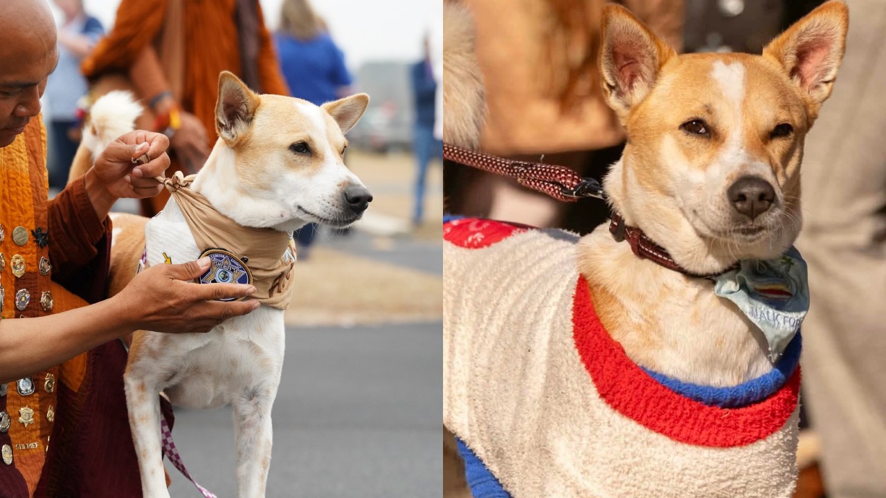 ආලෝකගේ සාම පා ගමනයි වීදි සුනඛයින්ගේ නිදහසයි! හැමෝම කලබල වුණු ඒ රාවයේ ඇත්තම කතාව මෙන්න…