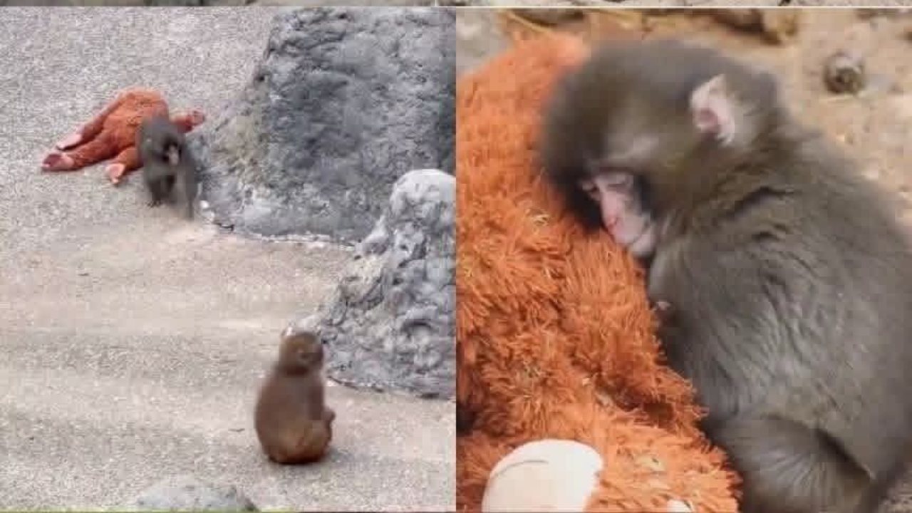 අහිමි වූ මව් සෙනෙහස සොයා යන “පන්ච්ගේ” කතාව මෙන්න