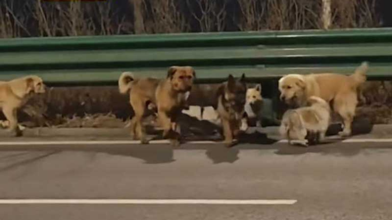 ලොවක් සංවේදී කළ බලු රංචුව