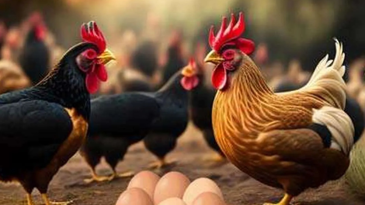 කිකිලියොත් ගණන් උස්සයි