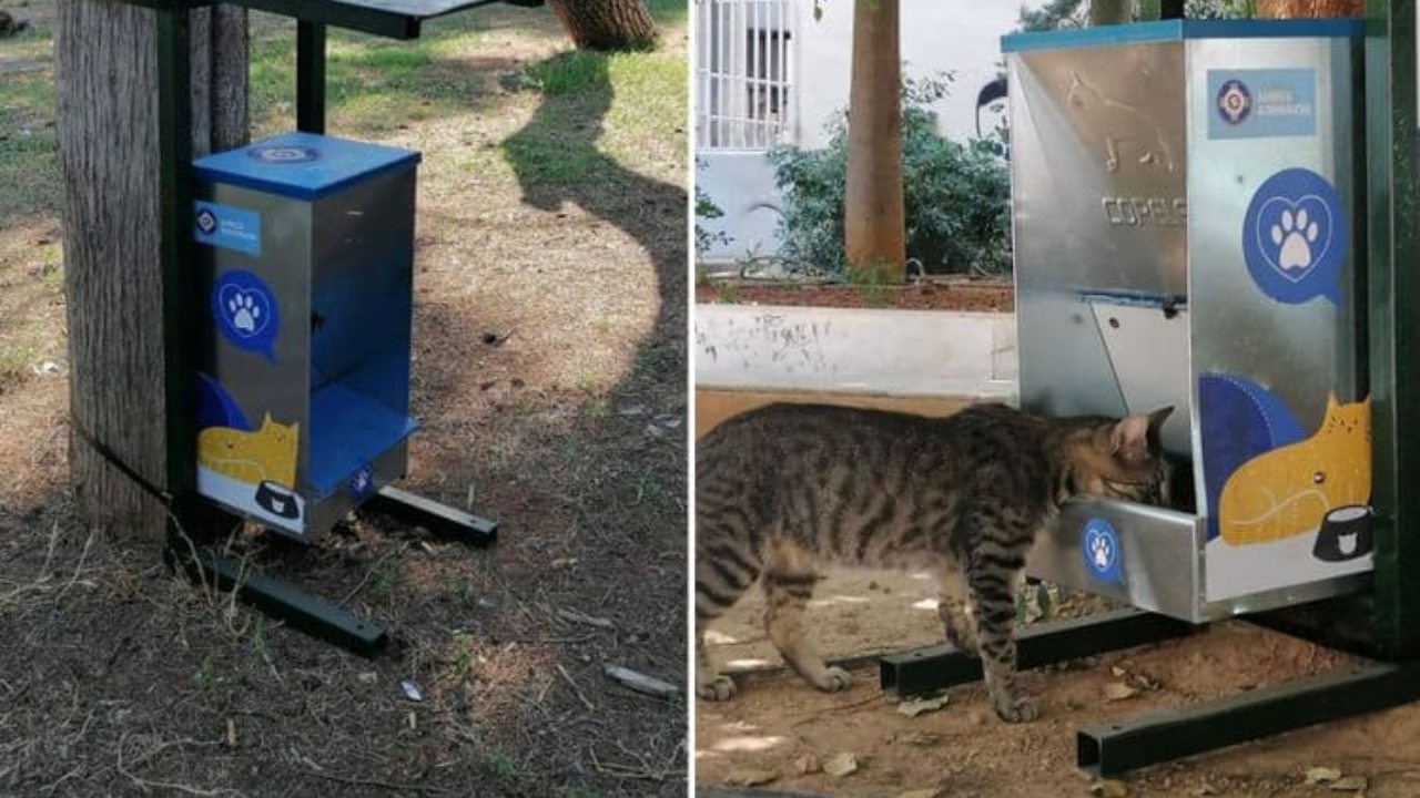 බඩගින්නේ පාරවල් ගානේ ඉන්න අහිංසක සතුන්ගේ බඩ පුරවන්න ග්‍රීසියෙන් කරපු අලුත්ම වැඩේ