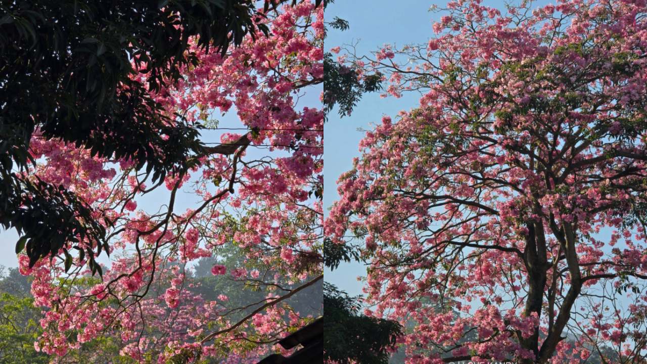 සකුරා පරදන නුවර රොබරෝසියා වසන්තය