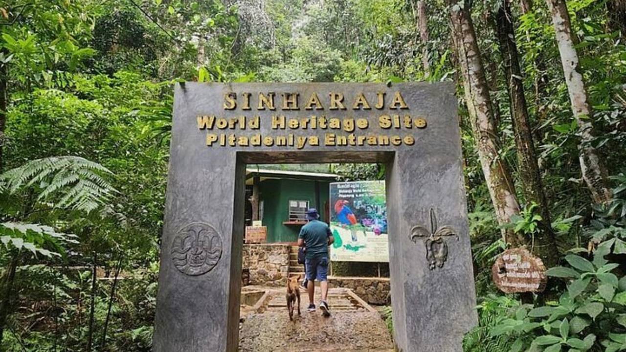 අද ඉඳන් සිංහරාජය බලන්න බැහැ