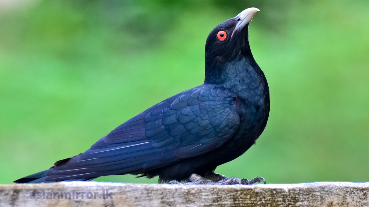 කොහාගේ නාදයේ අමුතු වෙනසක්