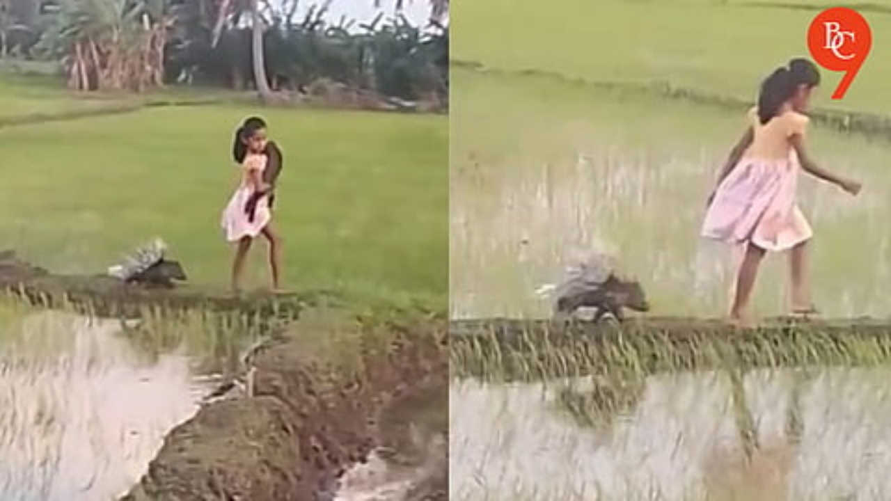ලෝකයේ මිලියන ගණනක් නැරඹූ ලංකාවේ පුංචි දැරිවි පස්සෙන් යන ටුටු ඉත්තෑවා වීඩියෝව අන්තර්ජාලය කළඹයි