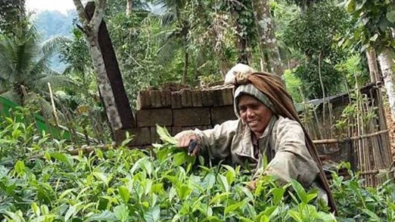 වියදම වැඩියි… ගොවීන් තේ වගාව අත්හරිමින්…