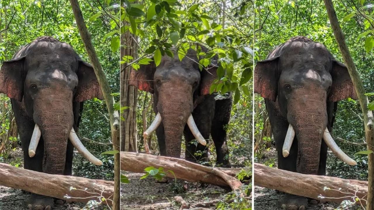 යුද හමුදාවේ සහය ඇතිව ‘අග්බෝ’ වන අලියා සොයා ගැනේ