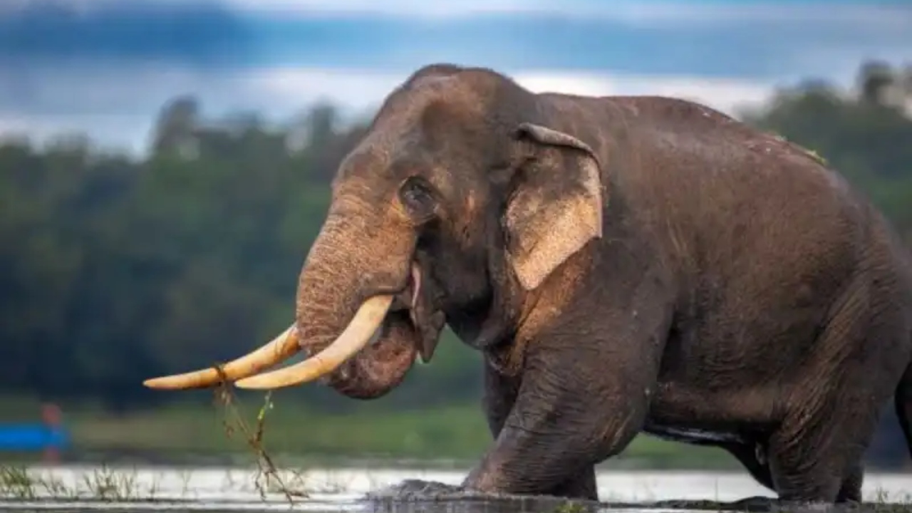 ලංකාවට වටිනා ඇත්තු 17 දෙනා රකින මෙහෙයුම සිදු කරන්නේ මෙහෙමයි