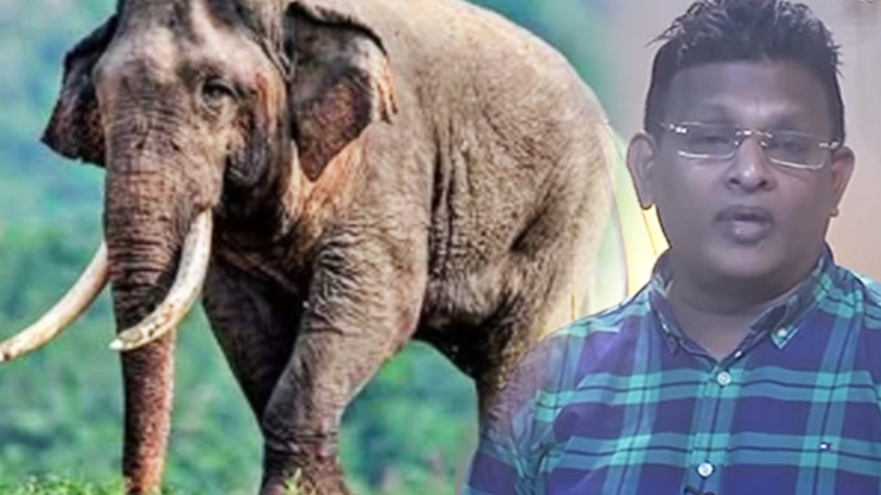 ගම්වල මිනිස්සු මෙයාට කියන්නේ දෙවියෝ කන්න කියලා..වැරදිලා වැදෙන්න විදිහක් නැහැනේ..මේක තමයි මේ මේ දශකයේ වෙච්ච ප්‍රධානම මරණය මේ රටේ… – පරිසරවේදී නයනක රන්වැල්ල