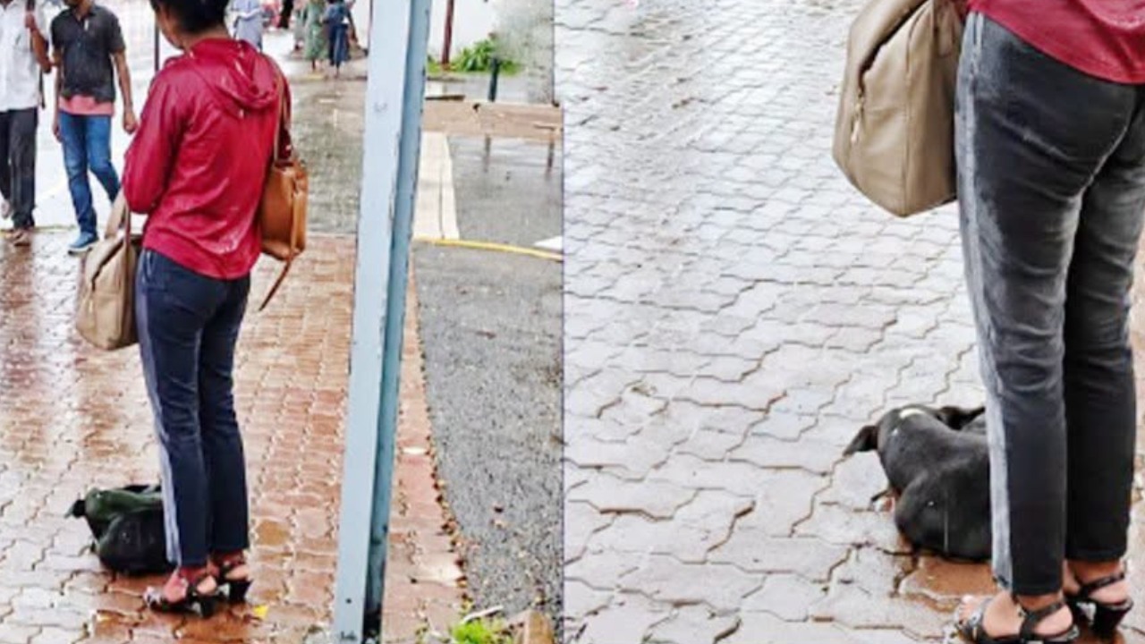 වැඩ ඇරිලා ගෙදර යන ගමන් මහා වැස්සේ පුංචි කුඩෙන් පාරේ ඉන්න බලු කුක්කව නොතේමි තියාගන්න මනුස්සකම!