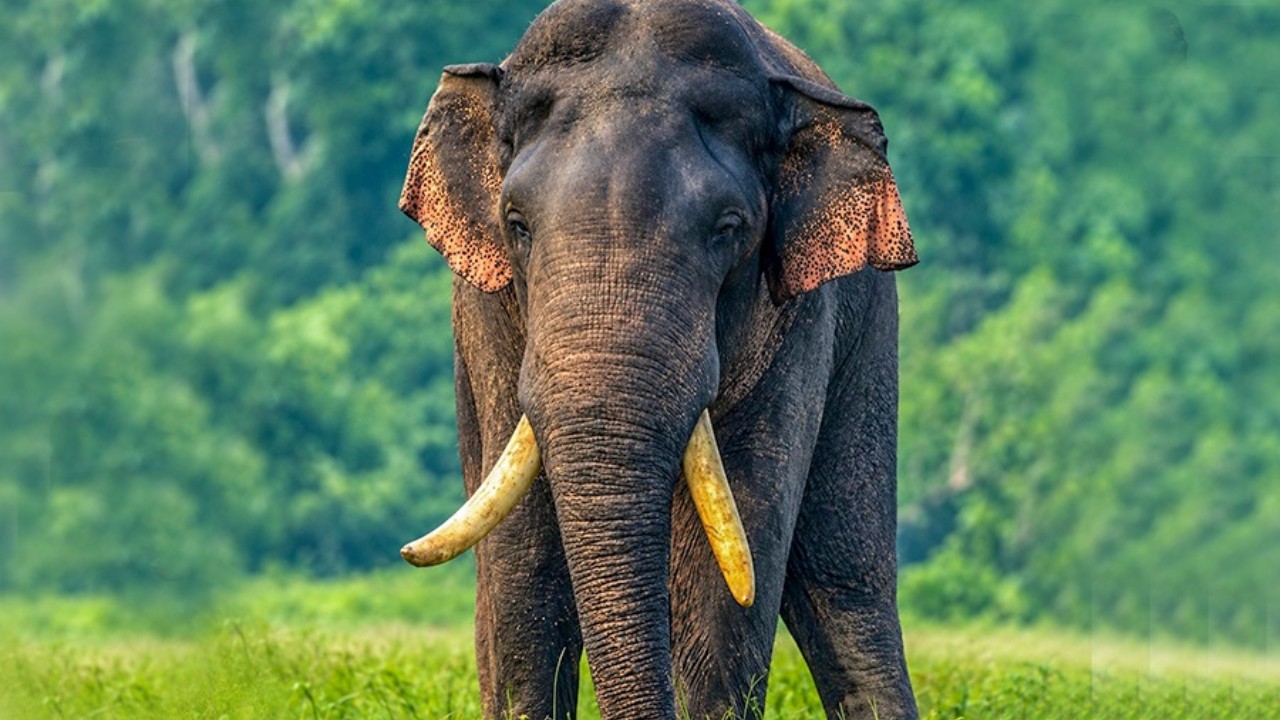 අග්බෝ වන අලියා සෙවීමේ මෙහෙයුමට ශ්‍රී ලංකා යුද්ධ හමුදාවේ විශේෂ කණ්ඩායමක් එක්වෙයි