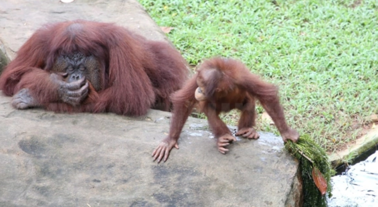 ඔරන් ඔටන් පැටවකු ජල පොකුණකට වැටී මරුට