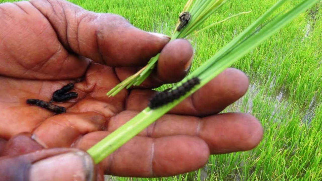 ගොවීන් කබලෙන් ලිපට – තවත් දළඹු විශේෂයක් ගමක් ආක්‍රමණය කරයි