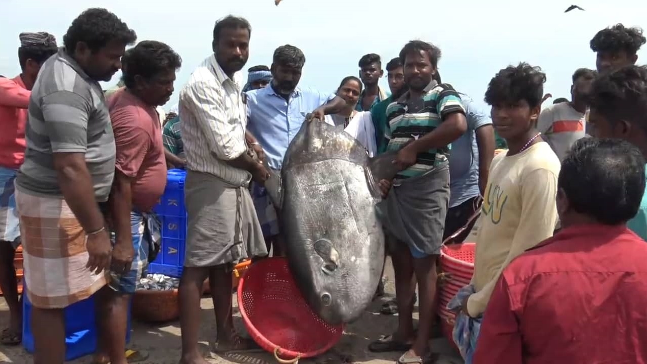 මන්නාරම් ධීවරයින්ට දුර්ලභ මත්ස්‍ය විශේෂයක් හසුවෙයි