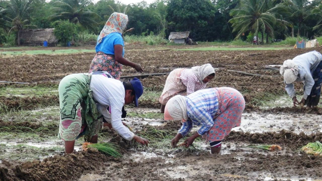 ඩොලර් රැක ගන්න ලූණු ගොවීන්ගෙන් තල්ලුවක්