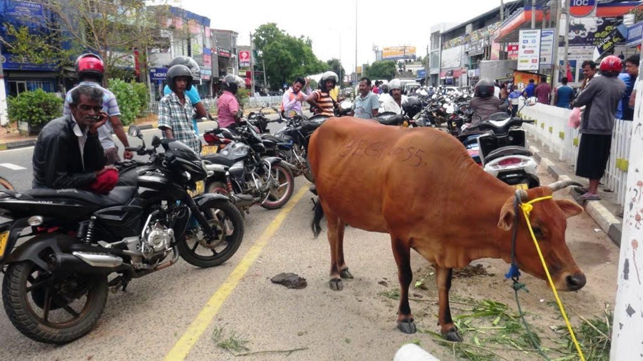 වාහනය වෙනුවට අංකය ගහපු කිරි එළදෙනෙක් පෝලිමේ තියලා (PHOTOS)