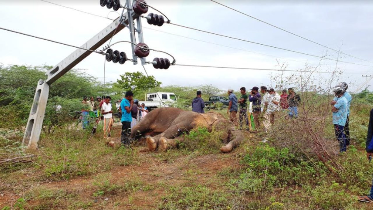 හම්බන්තොටදී විදුලිසැර වැදී වන අලියෙකු මියයයි