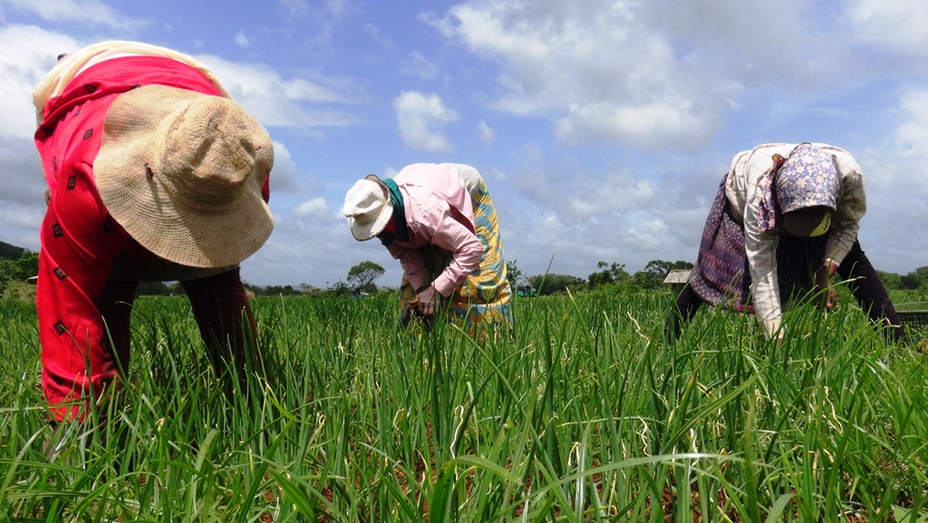 දේශීය ලොකු ලුණු වගාවත් හාන්සි – ගොවීන්ට වන්දි දෙන්නැයි ඉල්ලීමක්