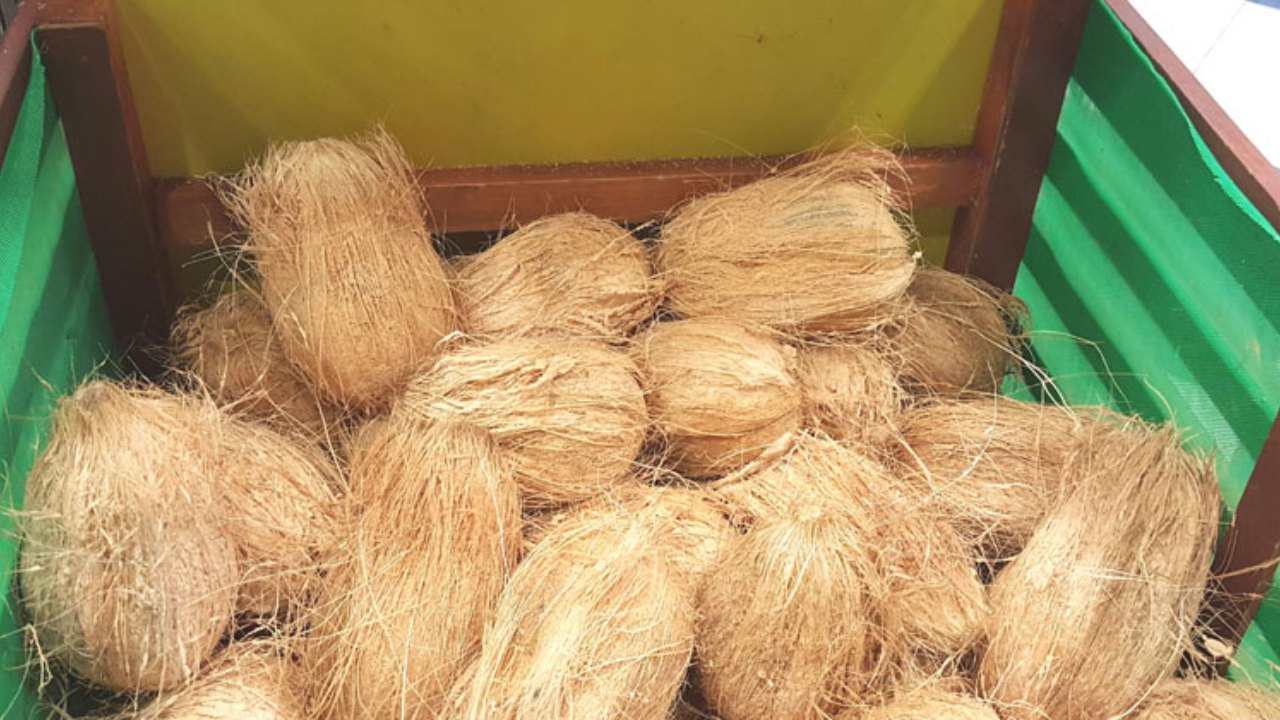 එකවරම පහළ ගිය පොල් මිල