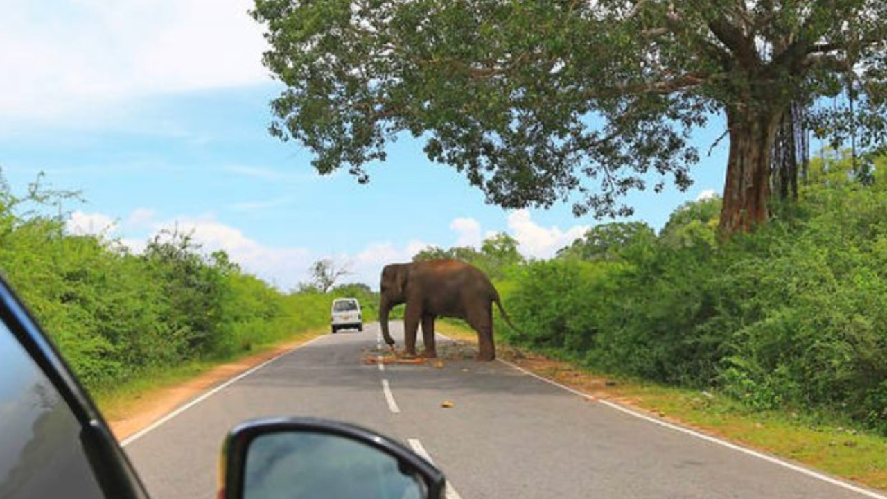 වන අලින්ට කෑම දුන්නොත් වැඩ වරදී