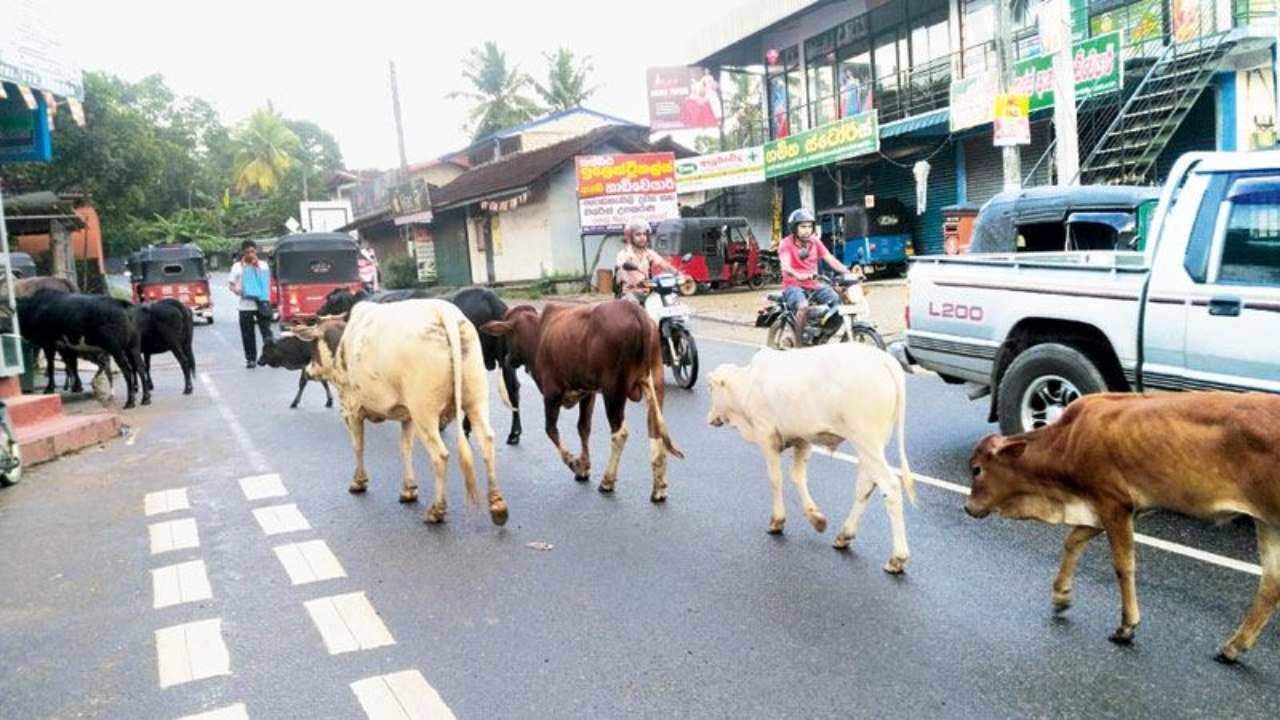 අයාලේ යන ගවයින්ටත් වැඩක් දෙයි