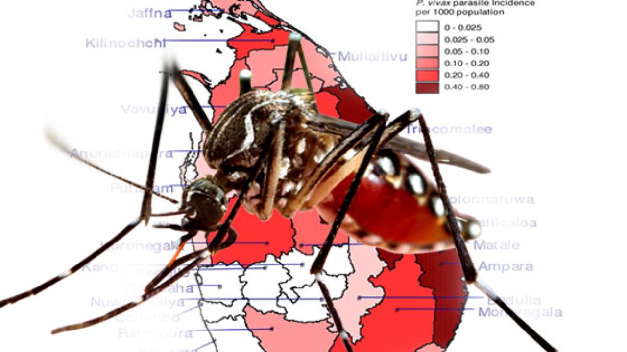 ඩෙංගු අධි අවධානම් කලාප 61ක් – 50%ක්ම බස්නාහිරින්