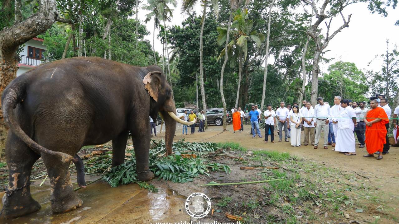 “තායිරාජා හොඳ සුවෙන් ඉන්නවා – කොහෙවත් ගෙනියන්නේ නැහැ” – තායිලන්ත තානාපතිගෙන් ප්‍රතිචාර