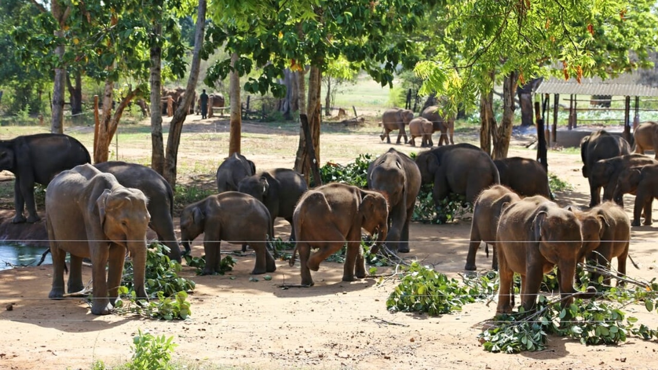 අලි පැටියෙක් හදාවඩා ගන්න අවස්ථාව