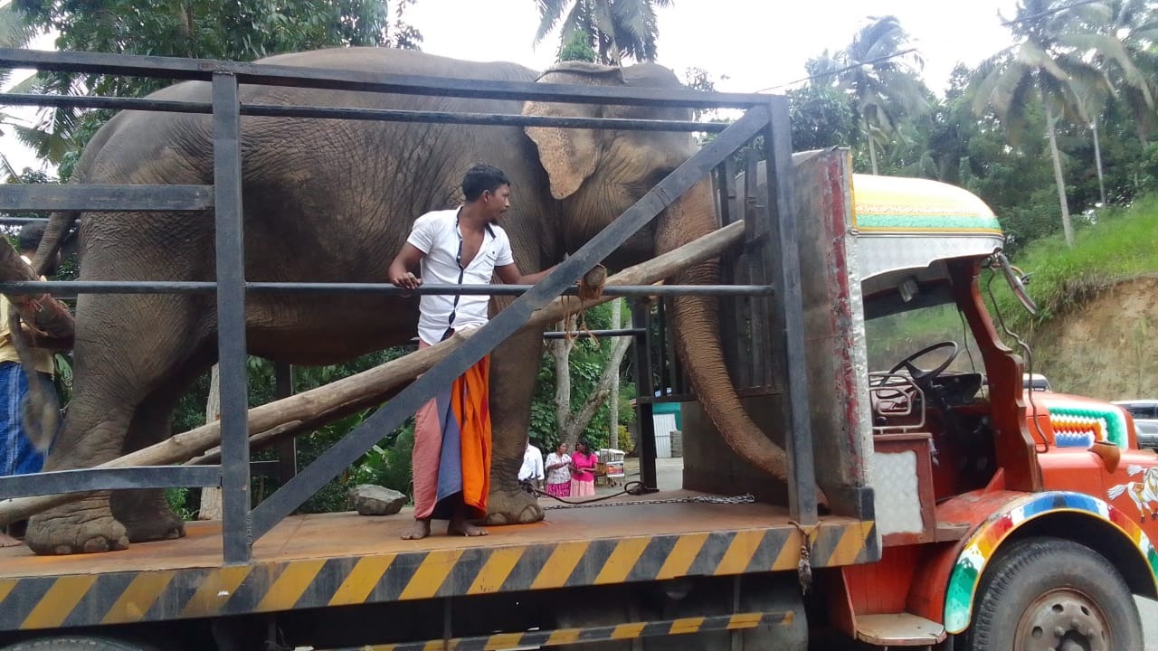 වෙඩි ප්‍රහාරයකින් තුවාල ලැබූ සීතා ඇතින්න යළි ගෙදරට