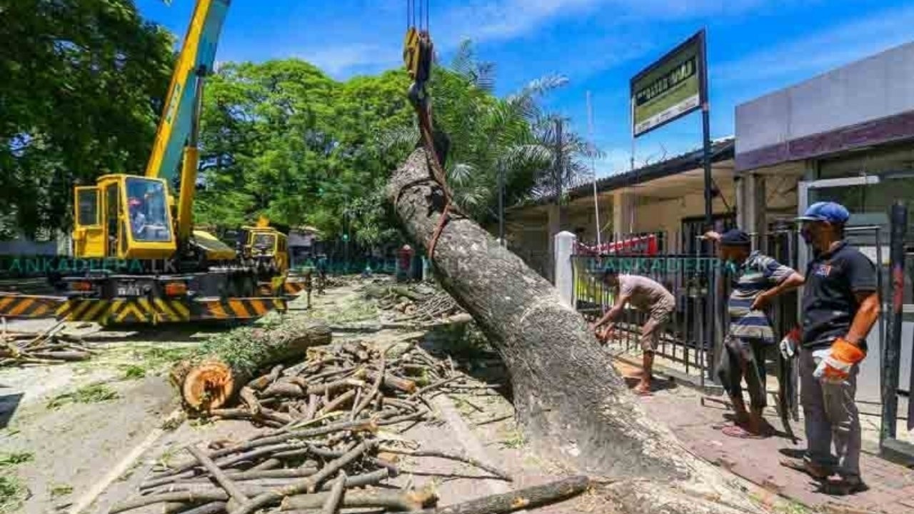 පාර දෙපැත්තේ ගස් කපන්නේ නෑ – කරන දේ ගැන ඇත්ත එළියට