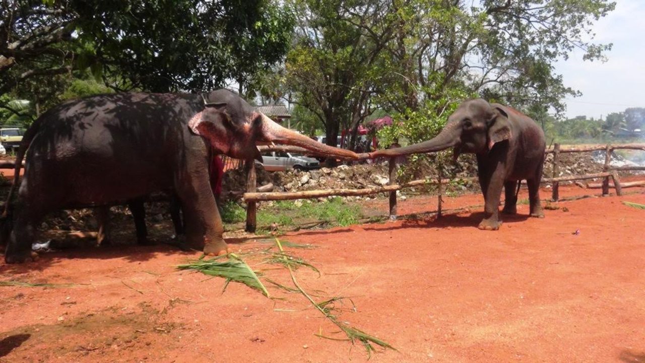 හීලෑ අලි ඇතුන් වෙනුවෙන් දිවයිනේ ප්‍රථම වතාවට අලි රෝහලක් හා අභිජනන මධ්‍යස්ථානයක්