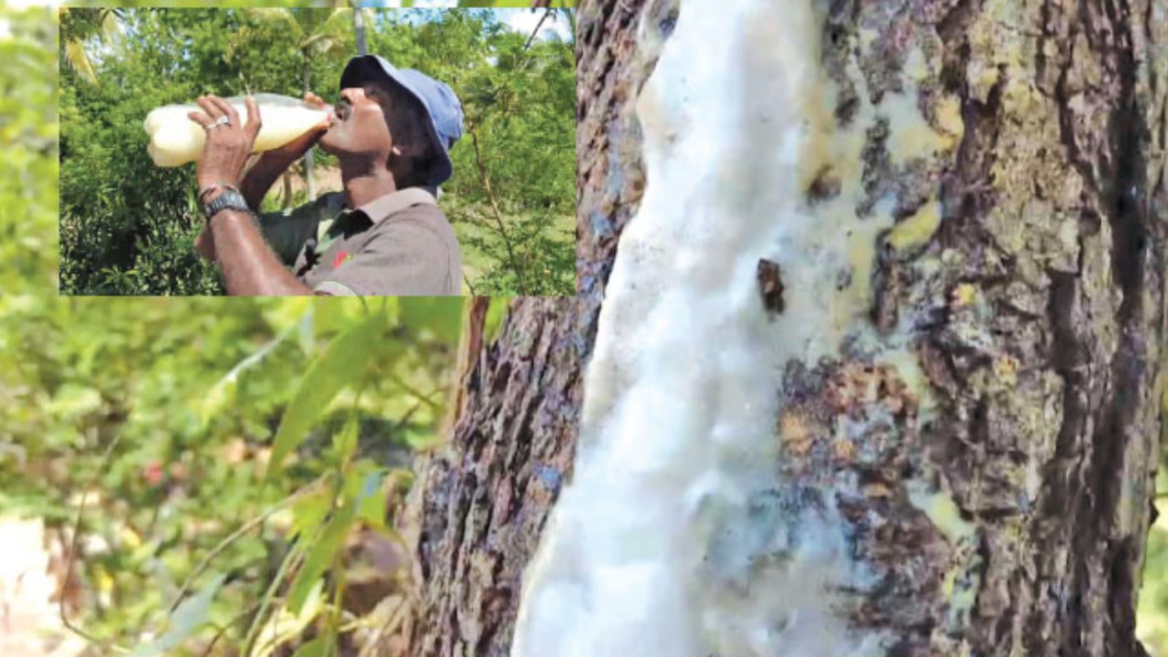 කොහොඹ ගසකින් ප්‍රනීත පානයක් මතුවෙයි