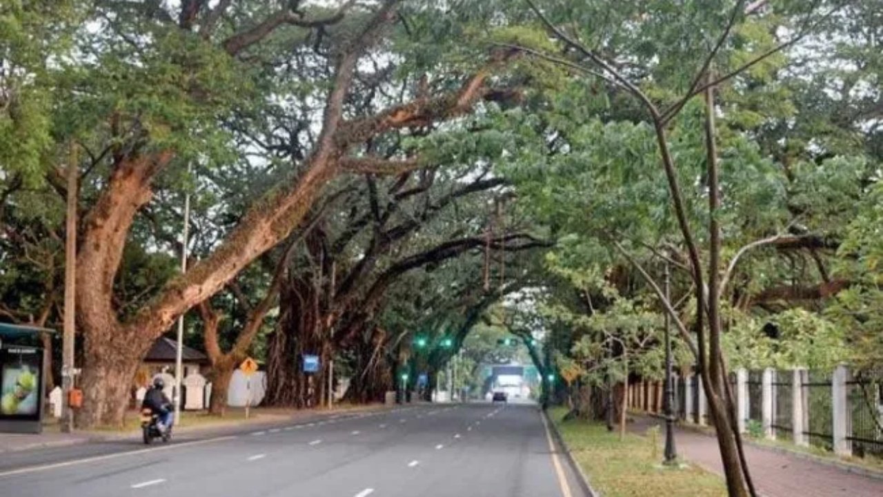 කොළඹ පාසැල් අවට අවධානම් ගස් 40ක් – දරුවන්ගේ ජීවිත අනතුරේ